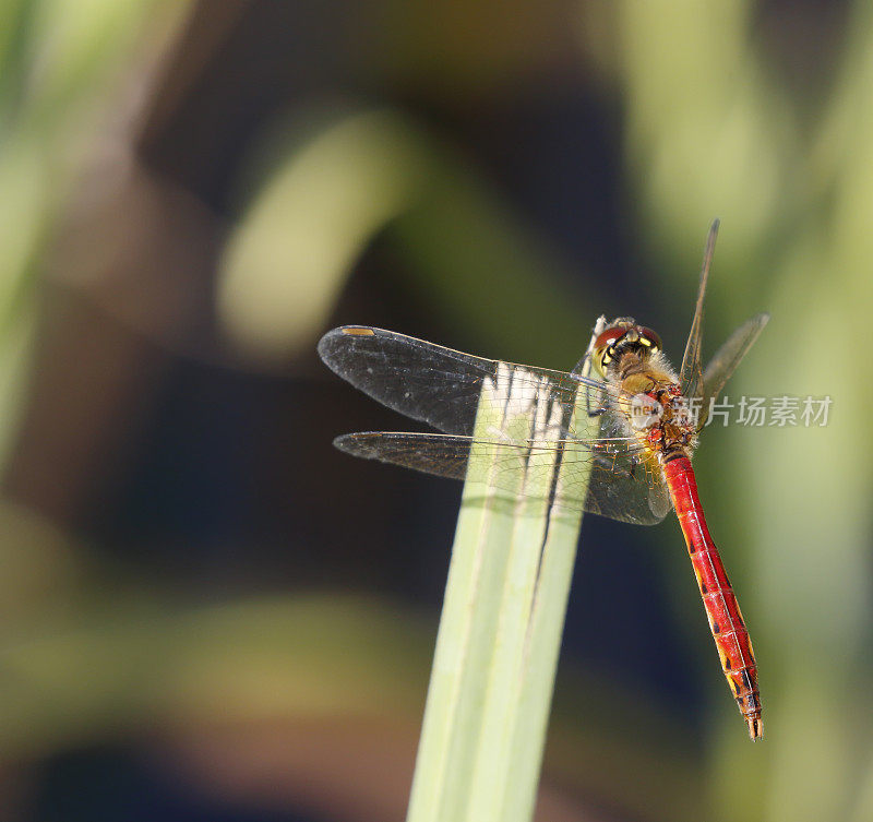 红箭蜻蜓(Sympetrum sanguineum)雄性